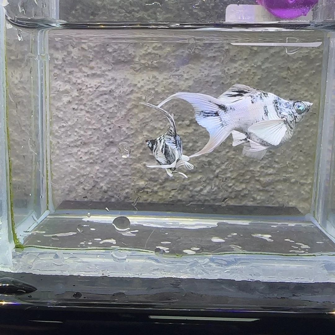 孔雀鱼水墨玛丽。97号