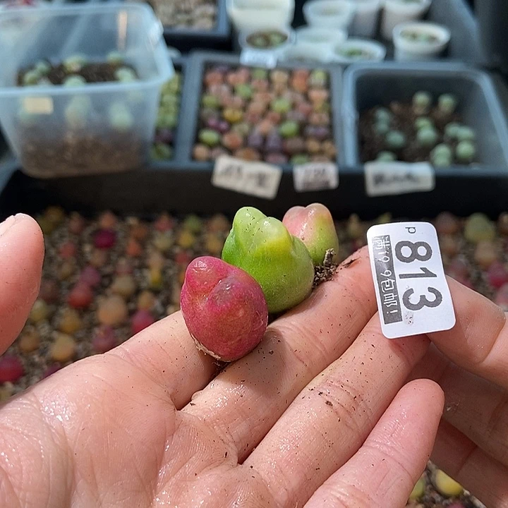 艳大舅生石花肉锥多肉813