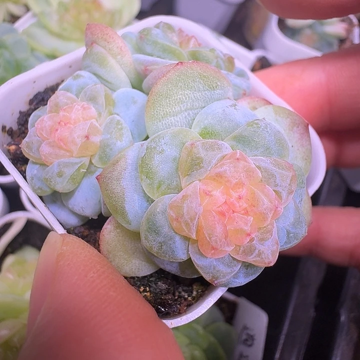 宝藏三头朵朵福利