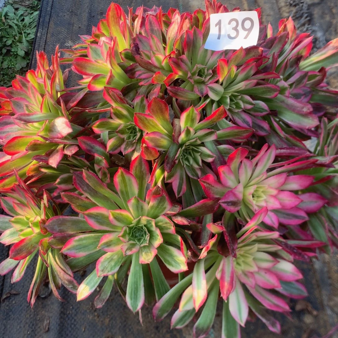 139天合多肉多肉植物