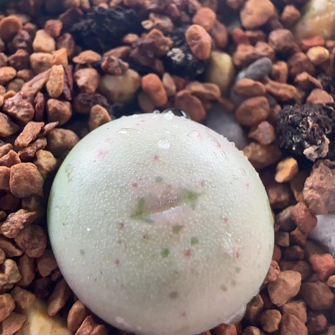 1578/白花大g嘴/两年半/