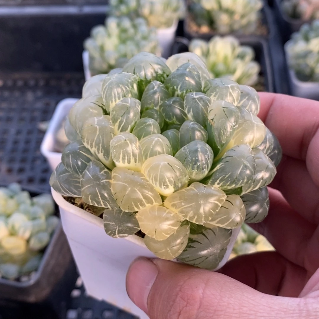 一颗湖水玉露锦 新年福利