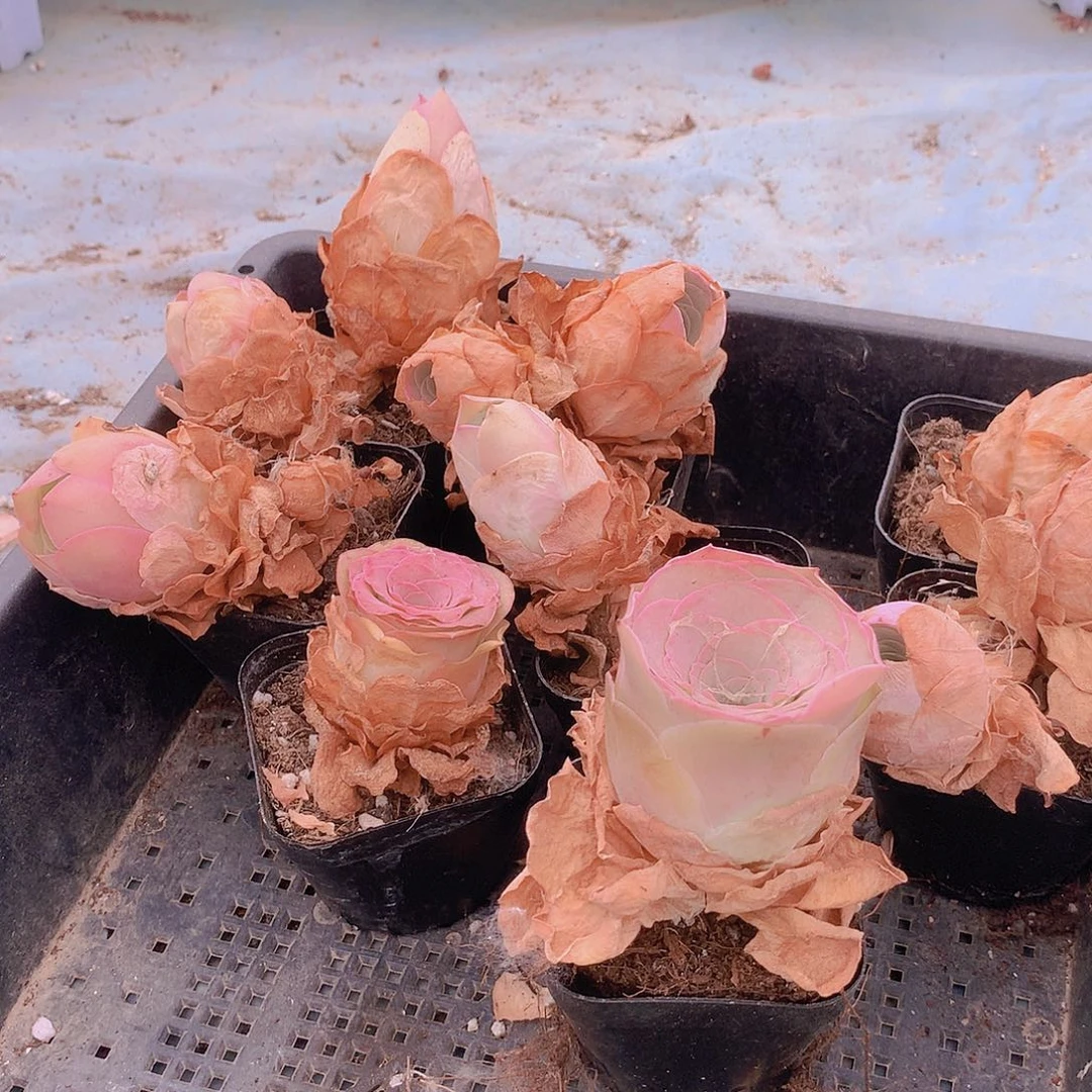 玫瑰4盆94949444444