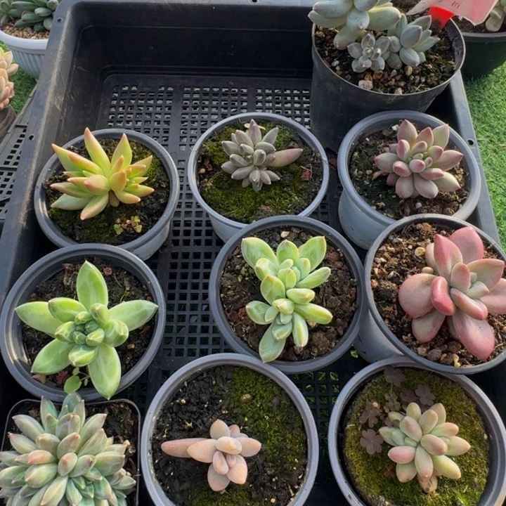 113多肉植物一物一拍