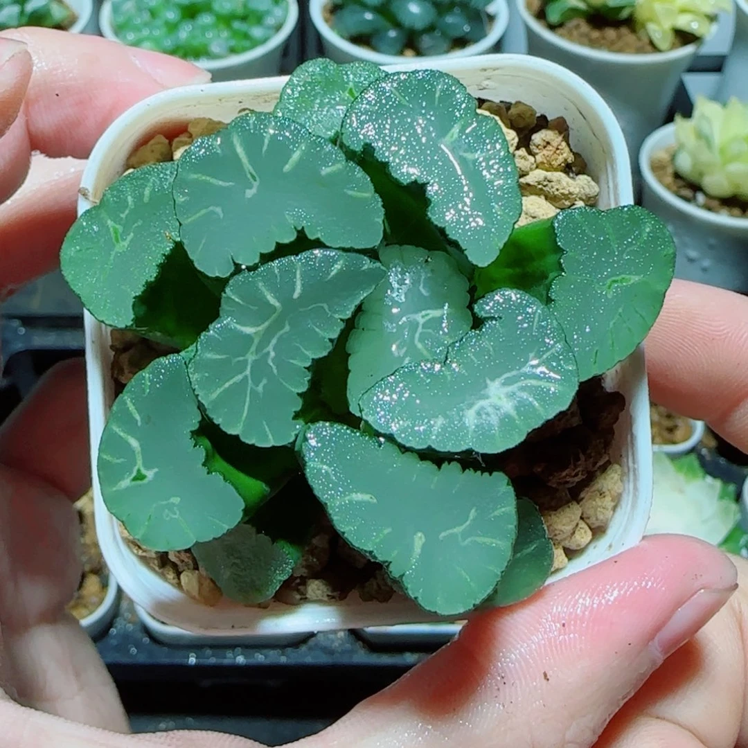 凤凰万象多肉植物