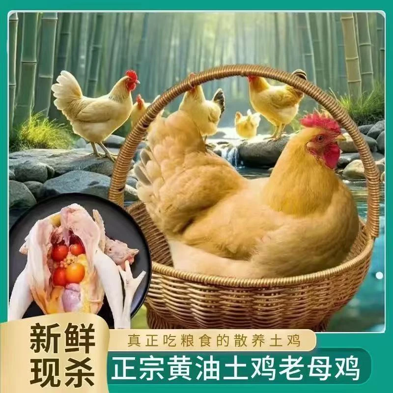 【顺丰包邮】农户放养黄油老母鸡带内脏新鲜宰杀
