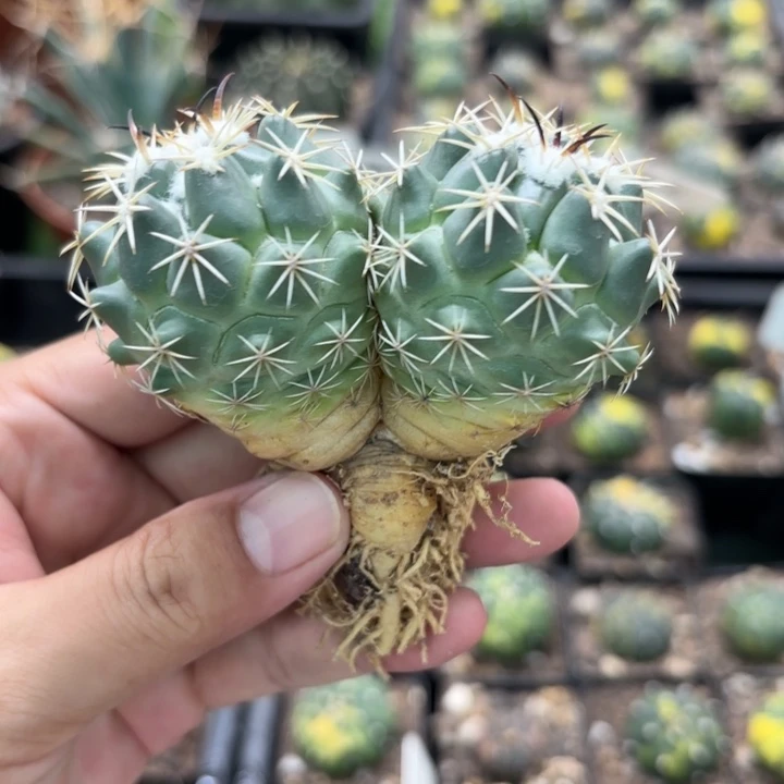 双头实生钢钉皮实好养