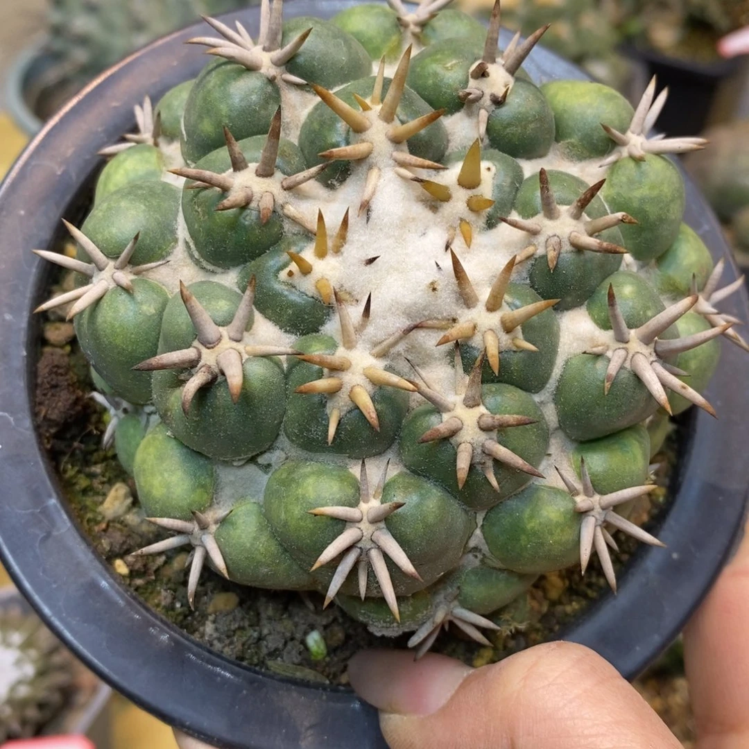 38号 自根白刺短豪刺獠牙 整体9公分带盆土