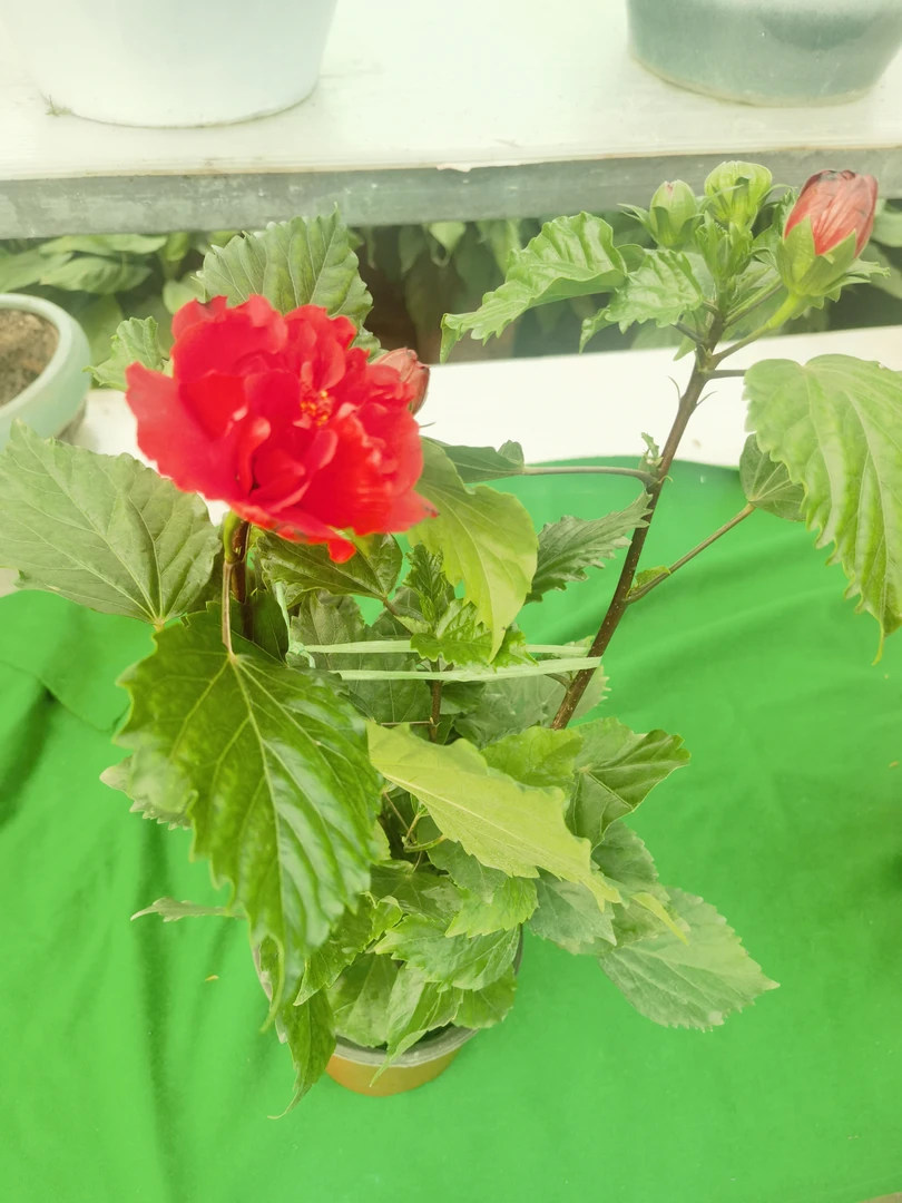 木槿花西月锦绣！好养老手新手入手！只发新疆