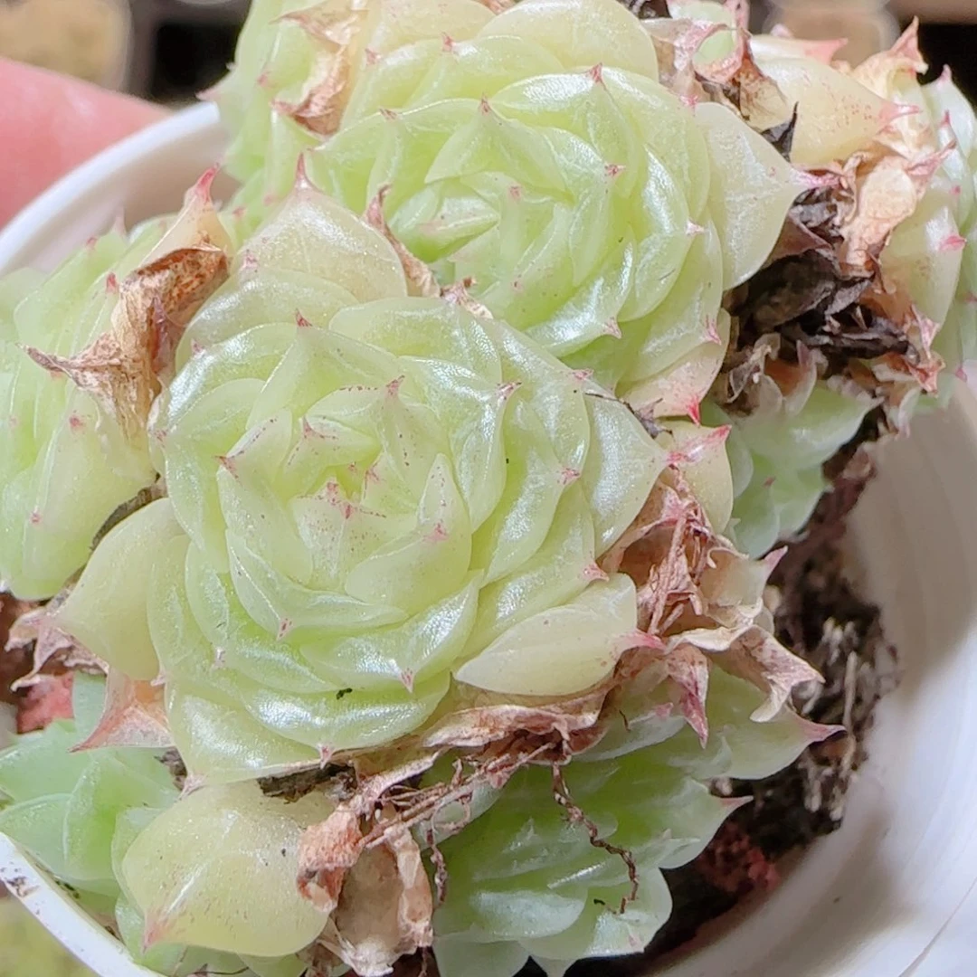 花语逸镜1117-344散