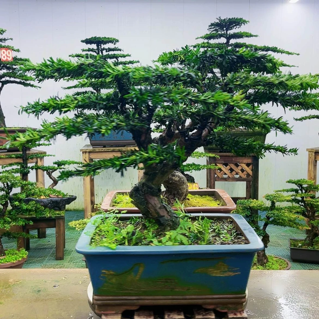 【闪购商品】无花朵