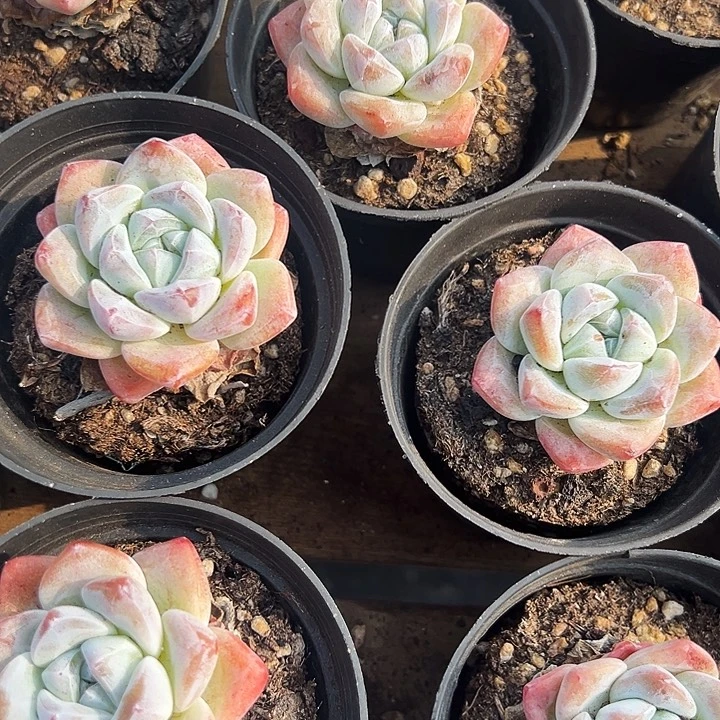 单头        奶油冰玉