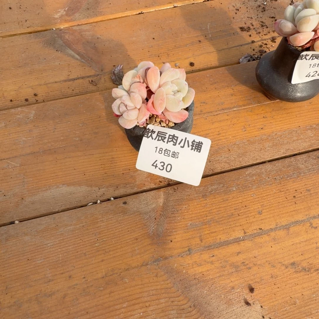 馨**乖多肉植物冰玉430