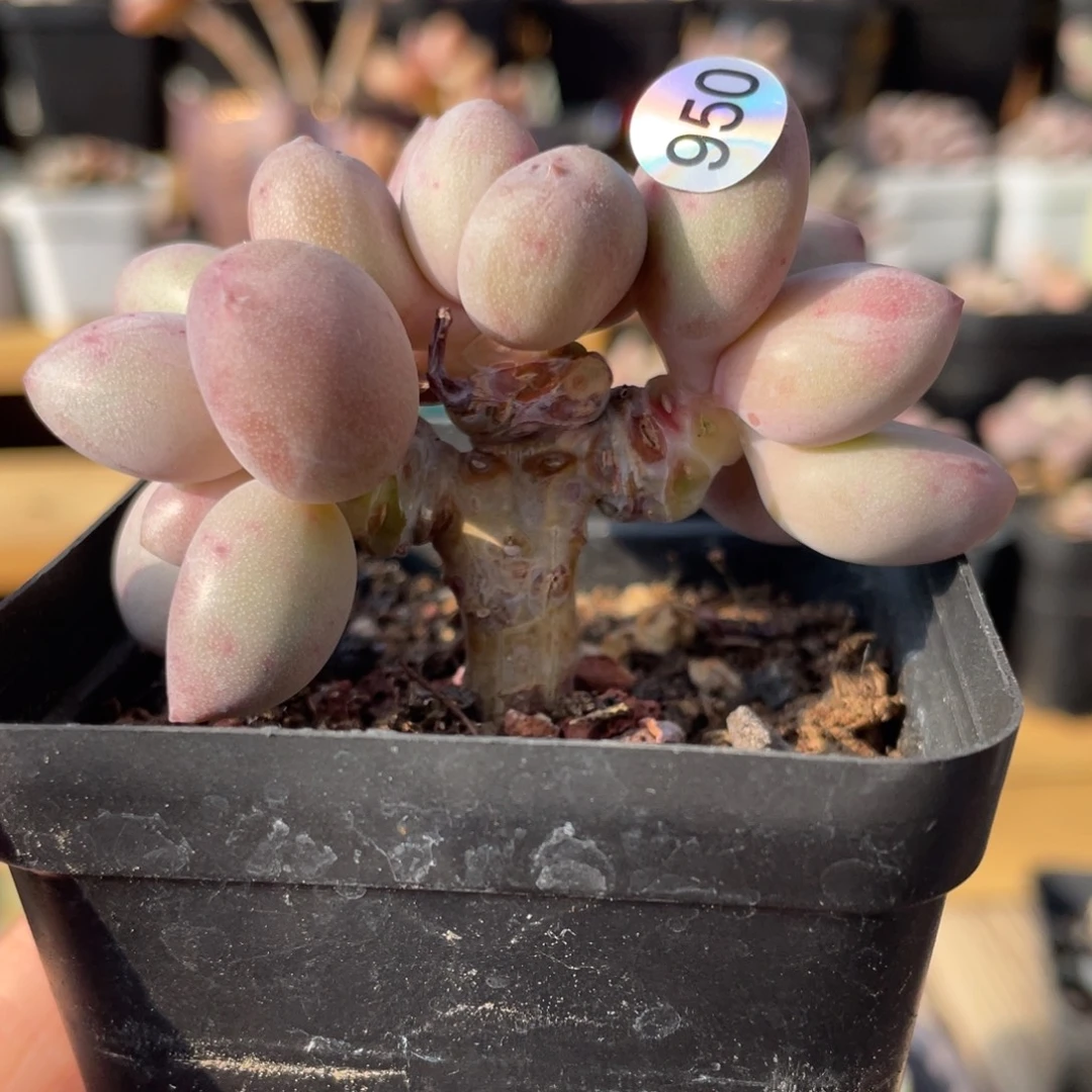 贵妃奶酪多肉植物