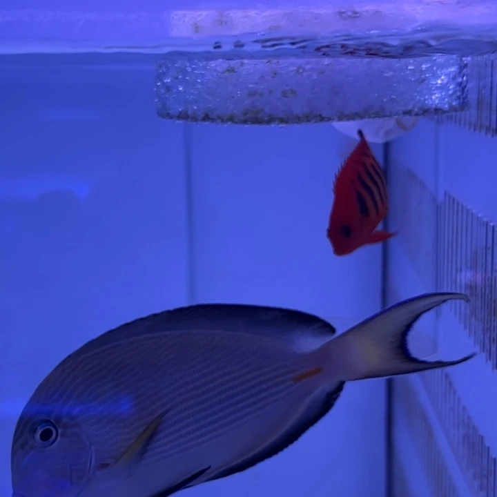 海水鱼火焰仙和其她shengwu