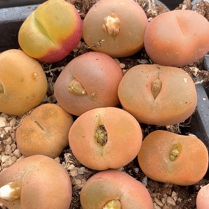 5514单头母本毛有伤  一组两颗