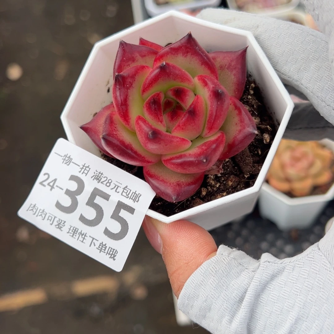 皮蛋多肉多肉多肉多肉