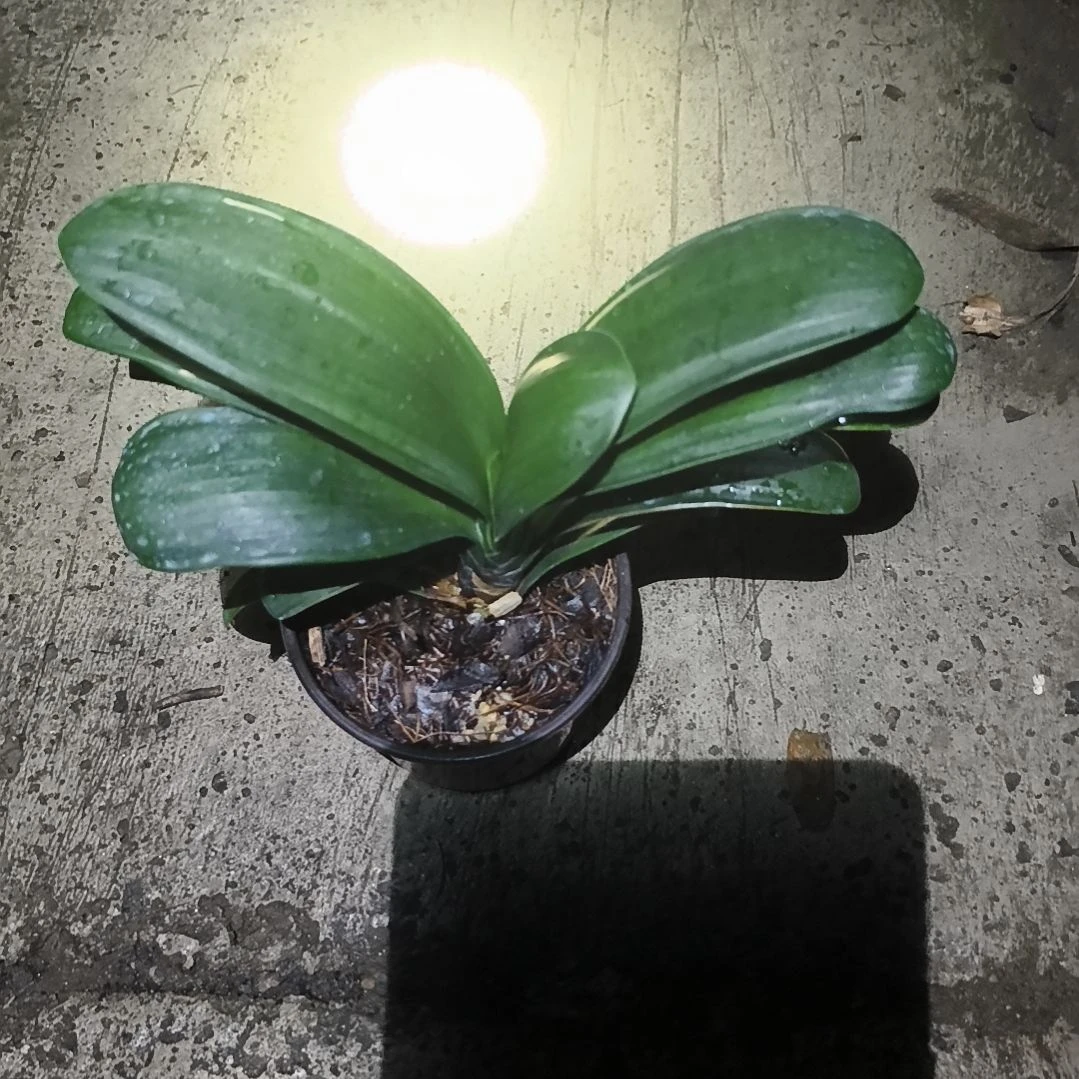 完全开放红阳大苗