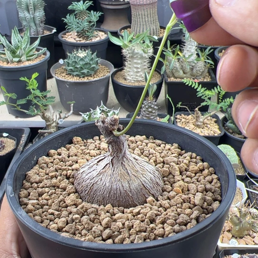 紫背萝藦5+一物一拍