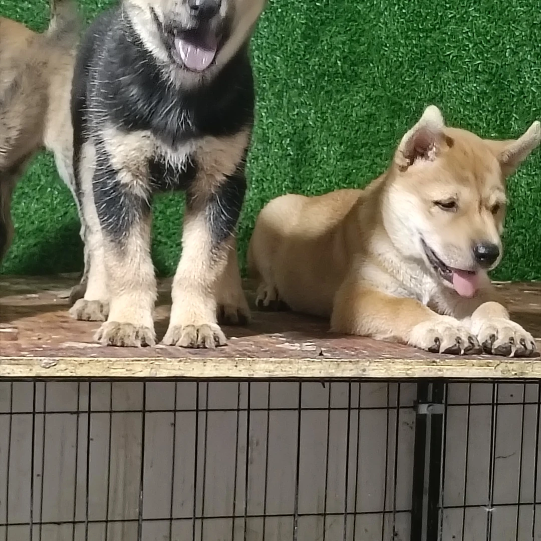 广西田园犬虎斑狗花舌头