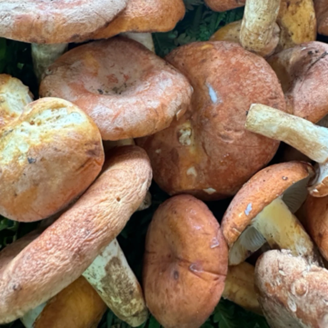 云南纯天然新鲜野生奶浆菌顺丰包邮精品