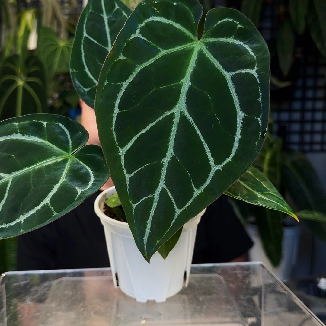 不开花植物C185黑水晶杂华丽银