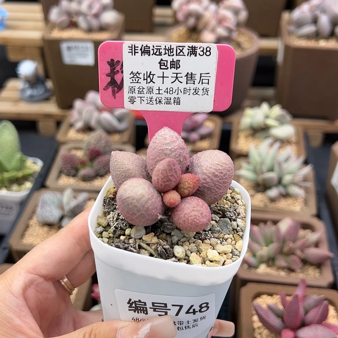 748服部多肉植物