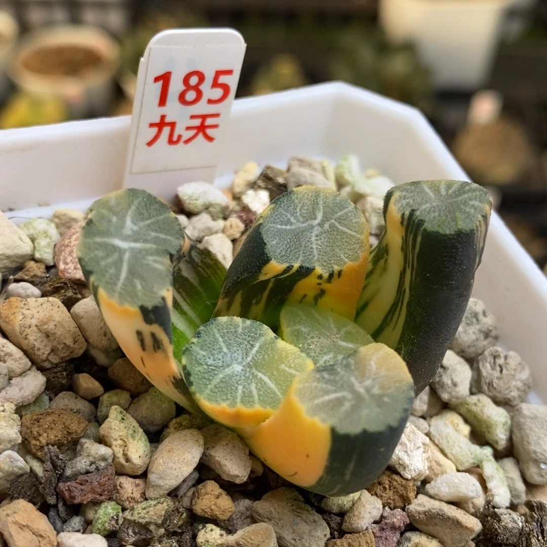 185号白妙万象锦锦