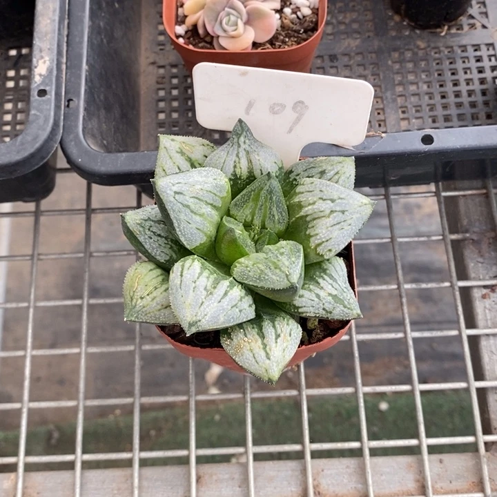 止****情伯克利和格蕾纳等著名音乐