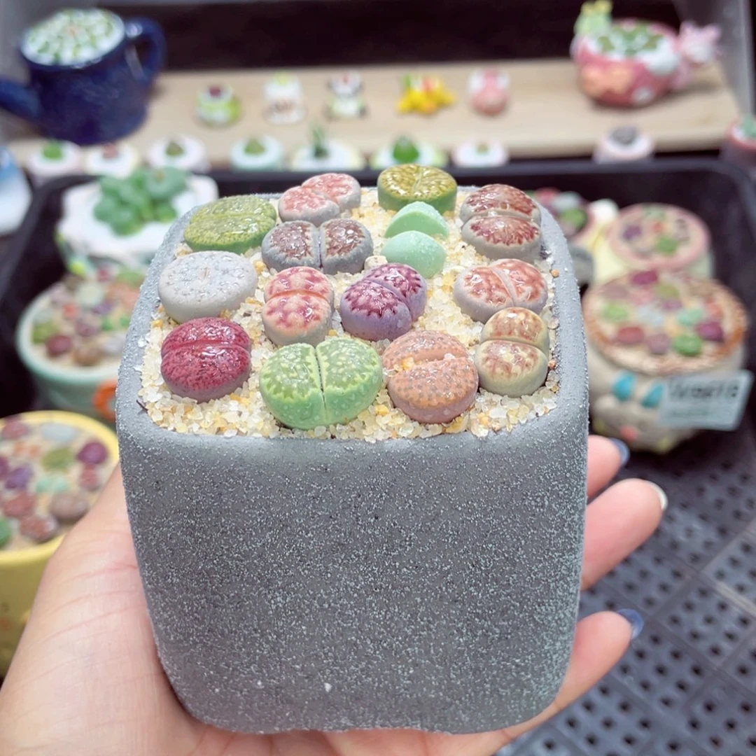 成品带盆土发货w9620