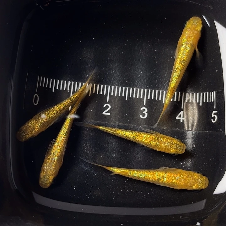 青鳉鱼阳光5条，024号，满15包邮，可叠单