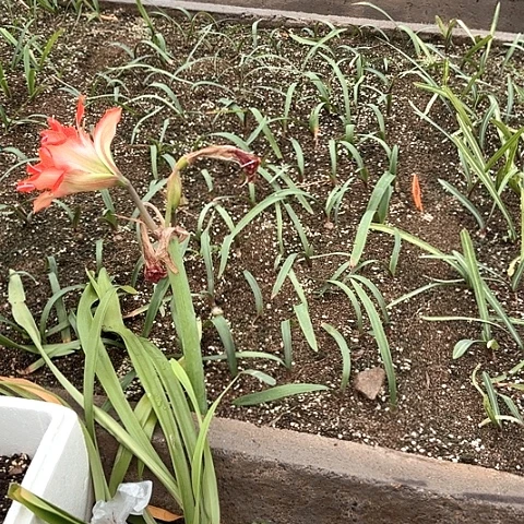 ?**籽恩怡推荐牛犍子3斤