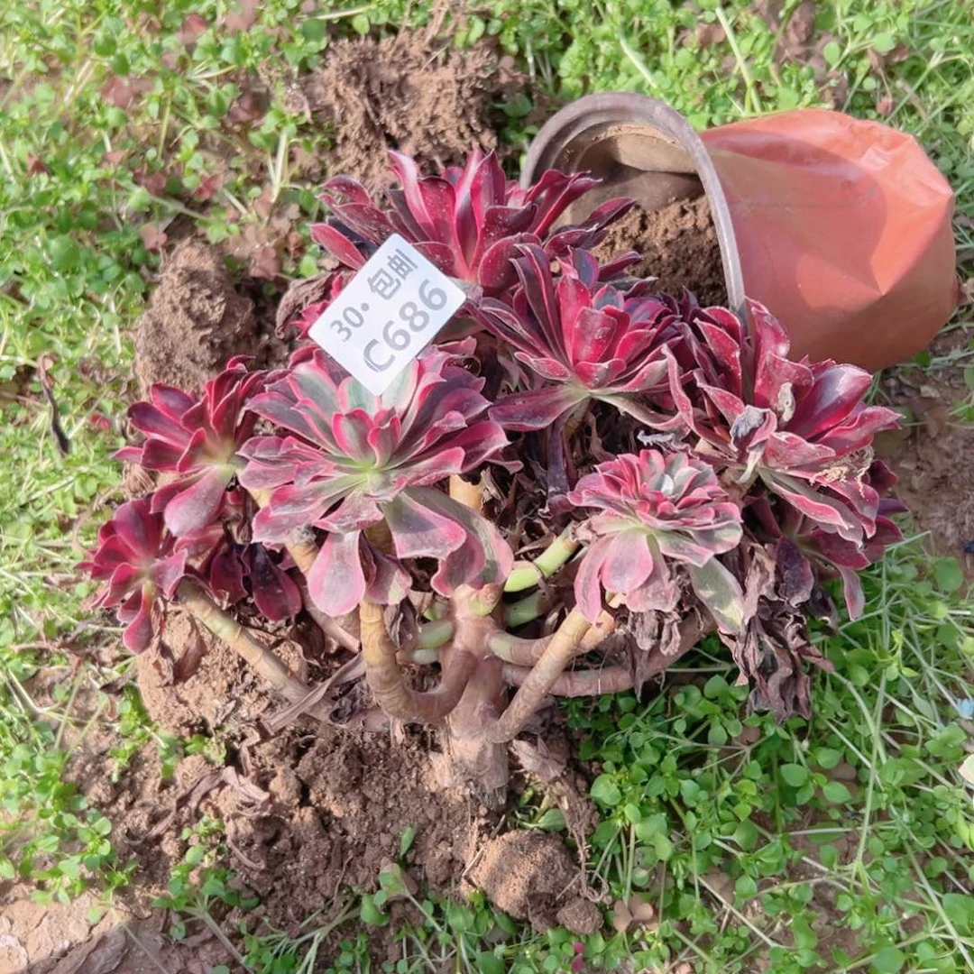 欣****h685处理多肉法师