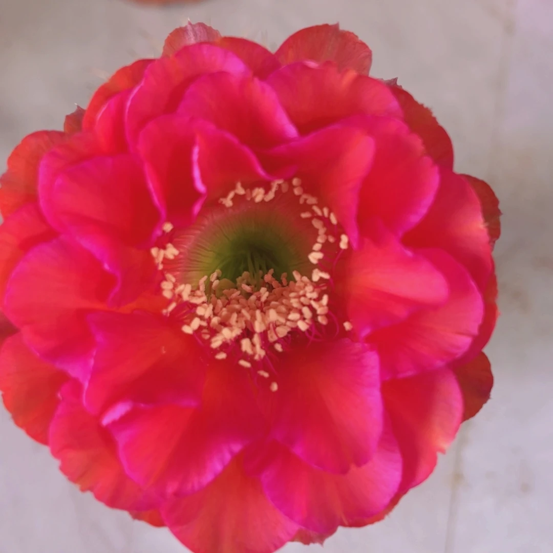 完全开放品种彩草柱子型5—6公分