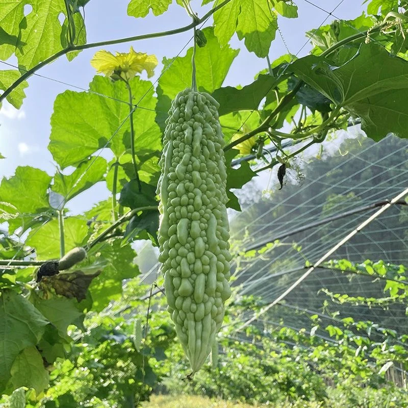 农家露天苦瓜乡村土货