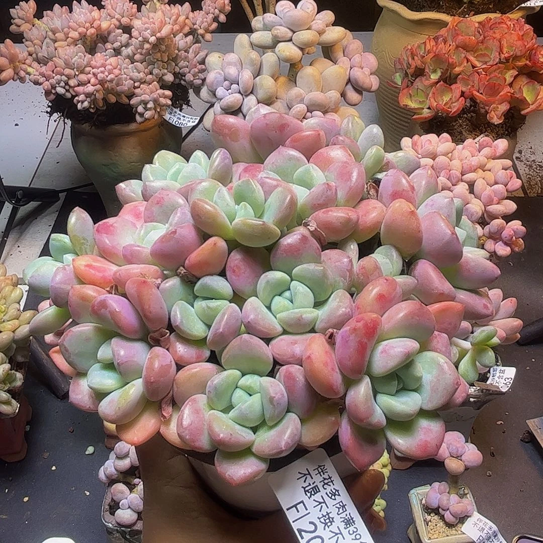 花斑鹿200/13cm多肉