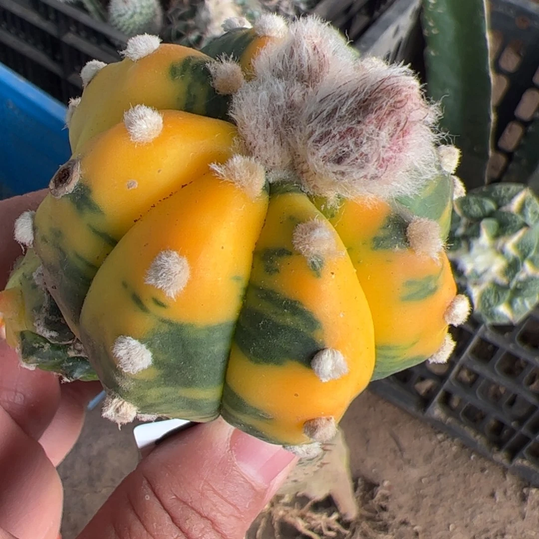 兜锦仙人球微瑕疵832