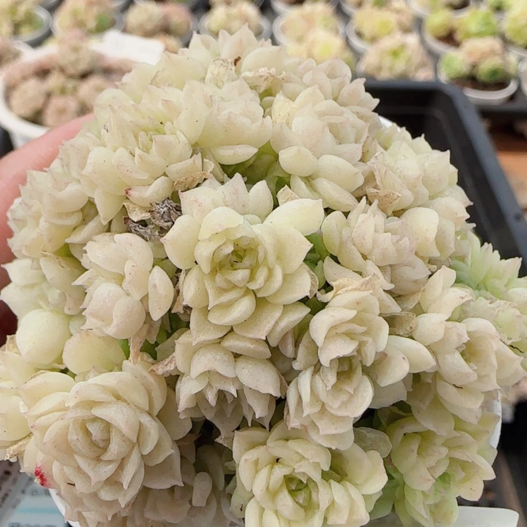 花语逸镜0509-191散