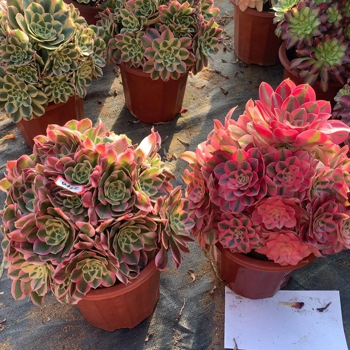 不包损29号香妃白凤老桩