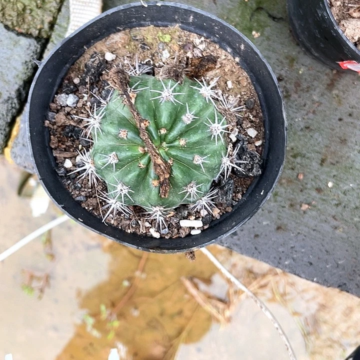 筝*极光丽花自根