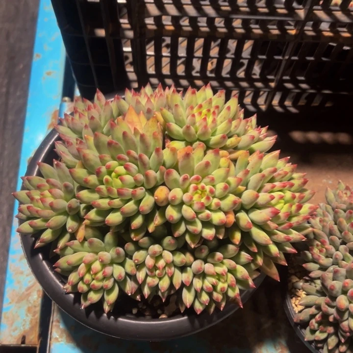 @***子二代虞美人群生无砍松子