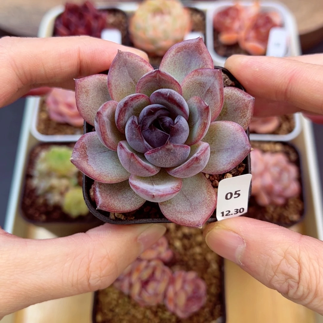 好好看05、哈哈哈哈