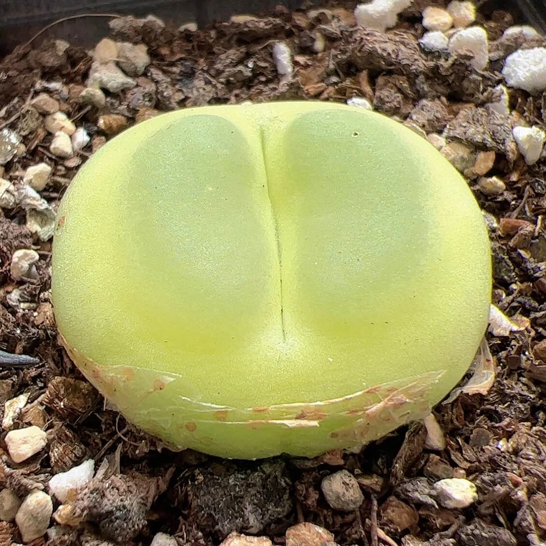 【闪购商品】300 拉登