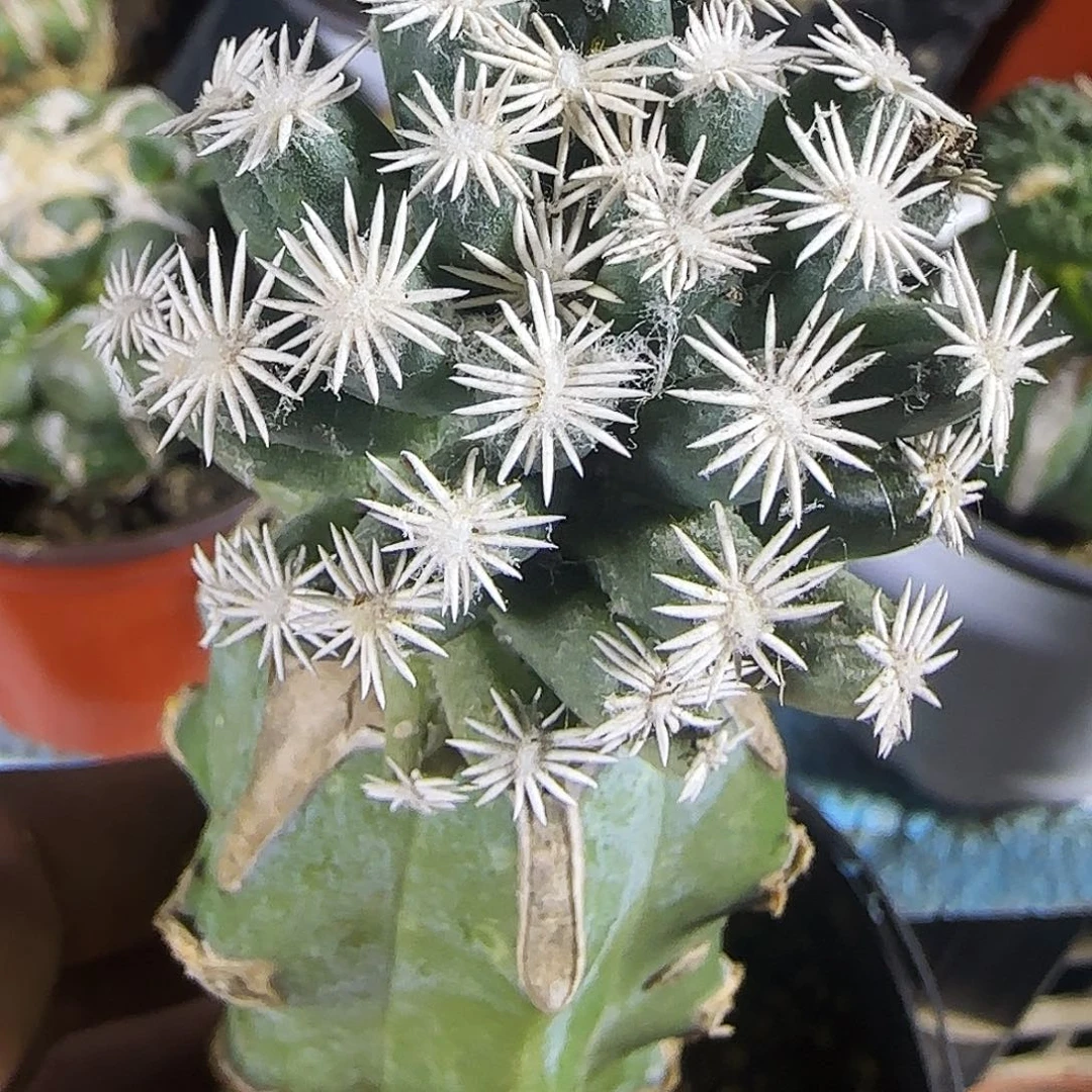 孤月561仙人球开花