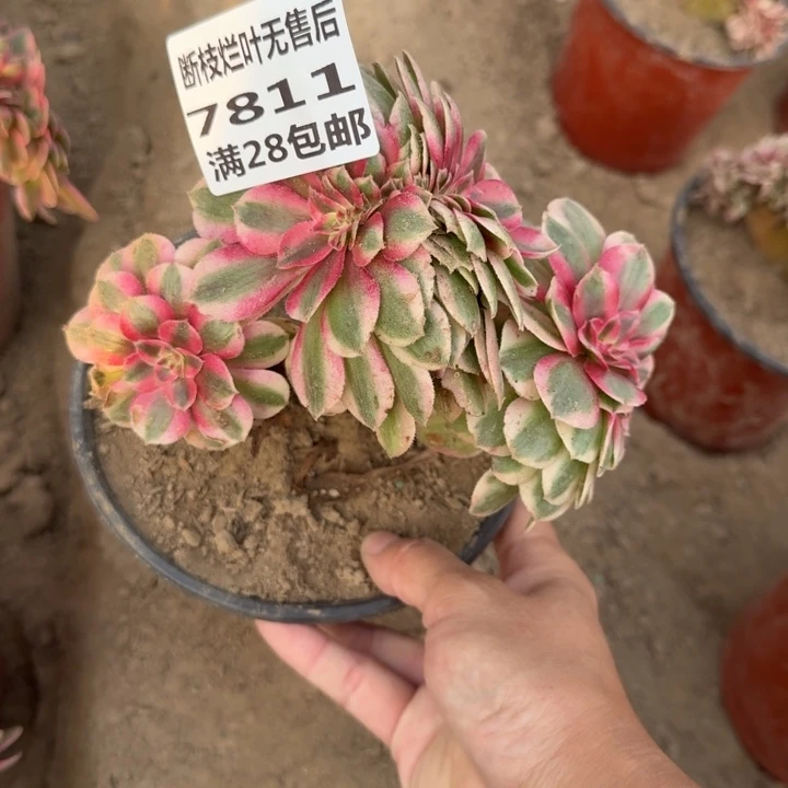 7811二号棚荔枝缀G