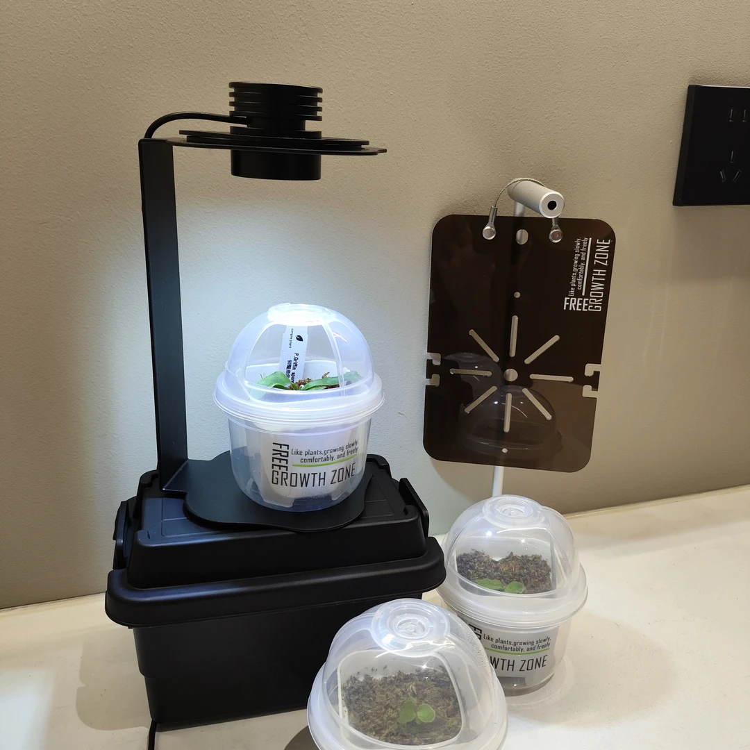 鹿角蕨闷养杯植物灯套装带一颗鹿角蕨植物盲盒