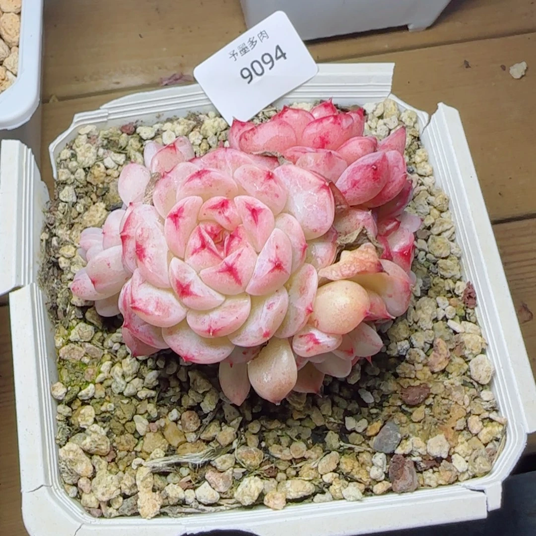 白底天鹅绒，9094多肉植物