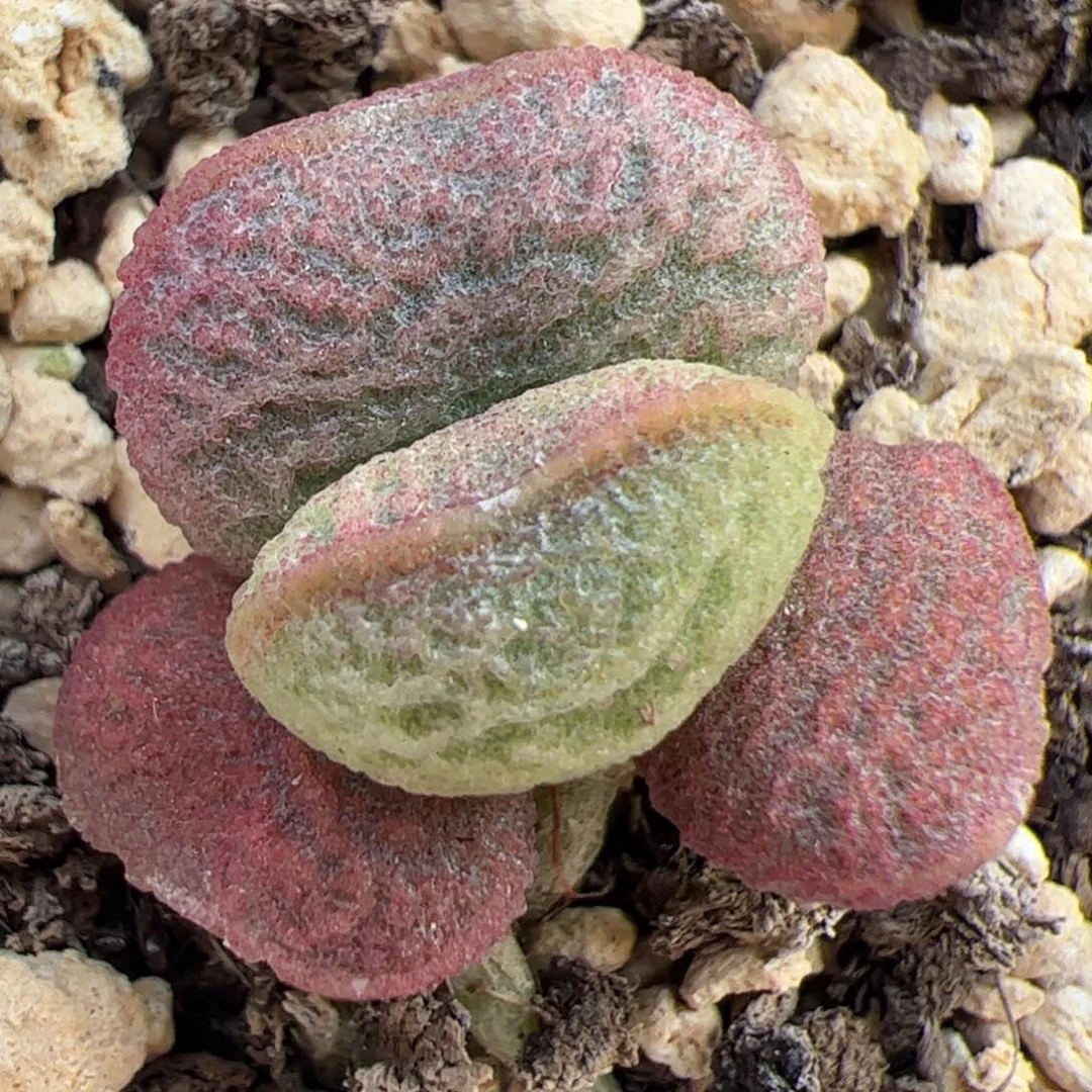 实生新品单头桩多肉植物水泡