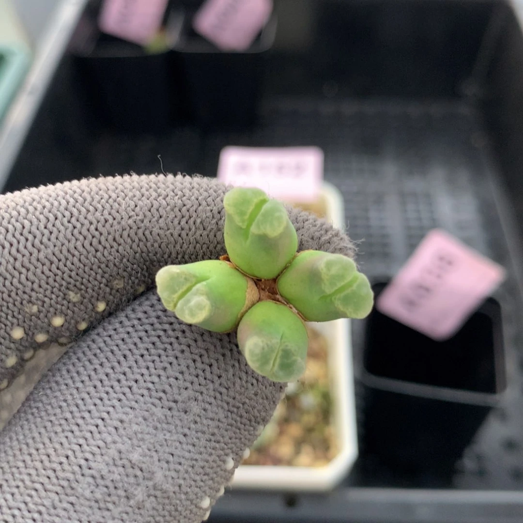 a038骚粉佛肚一颗