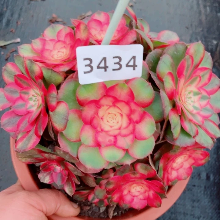 荔枝特价多肉发货发货